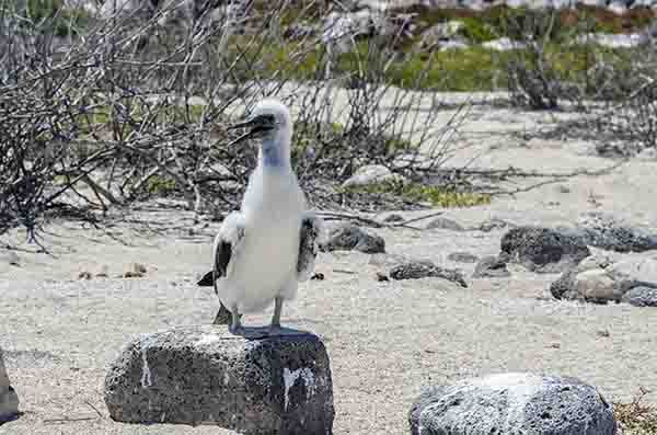 Fragata - isla Seymour Norte - islas Galápagos - Ecuador 17.jpg